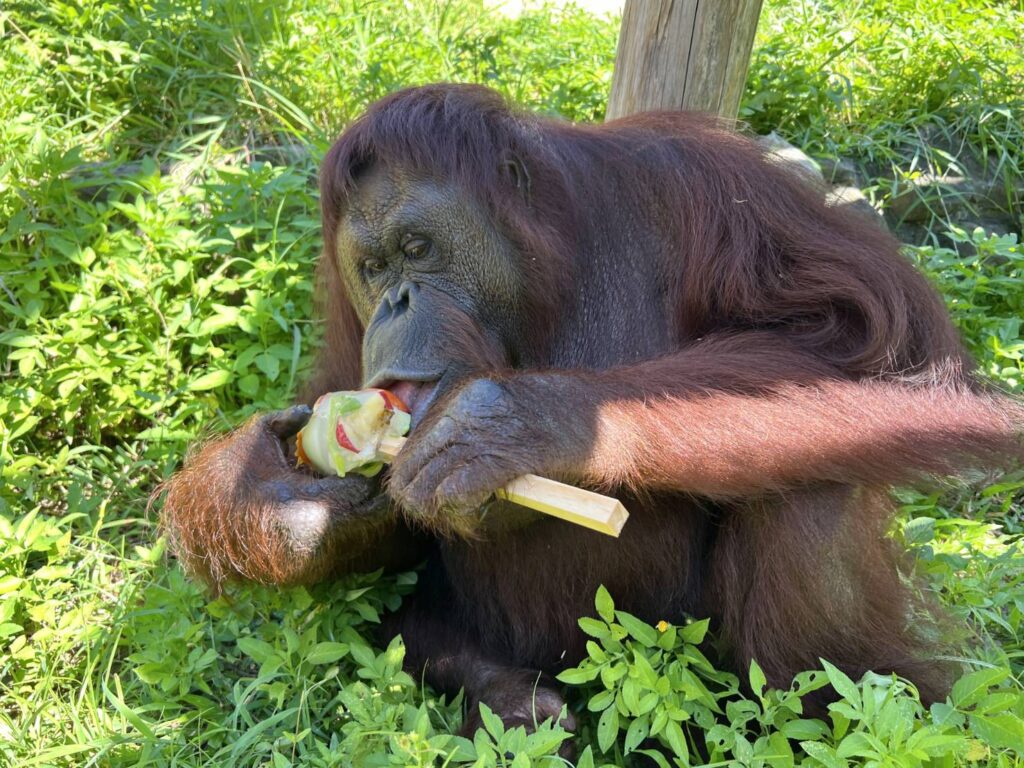 壽山動物園告別老朋友　紅毛猩猩咪咪安詳離世