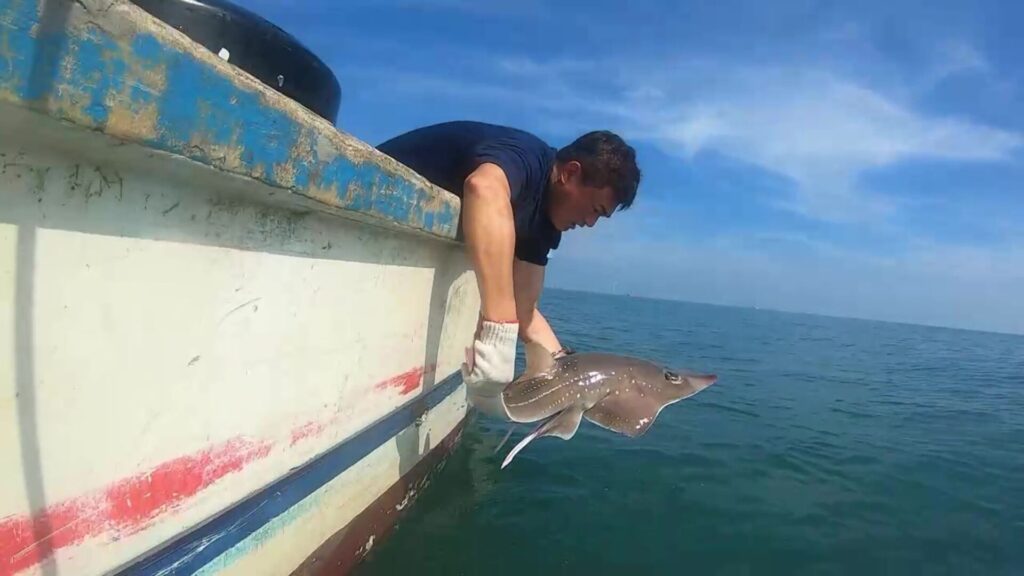 極度瀕危龍紋鱝　臺灣首次標識放流