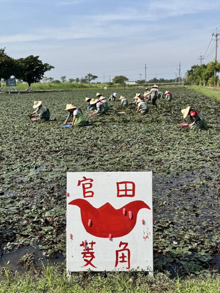 秋風起、菱角熟，嚐鮮菱角正當時