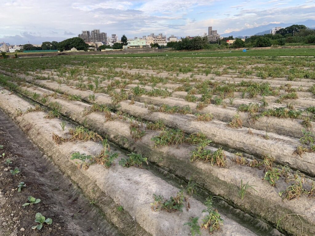 中市馬鈴薯災損-　11/25前可申請現金救助