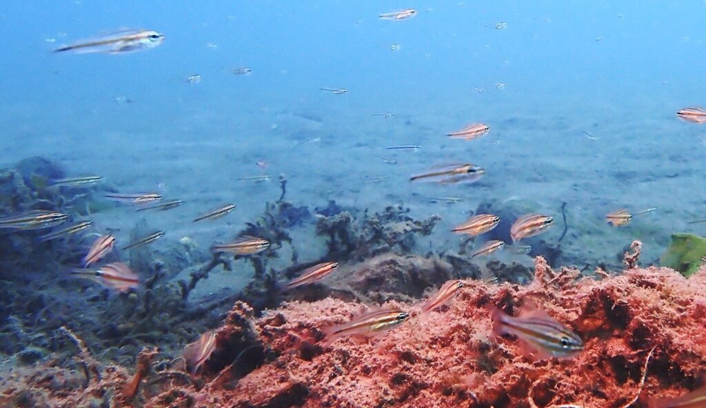 蝙蝠洞海域生態豐富　新北動保處、海洋大學持續追蹤　水下調查紀錄到62種生物