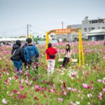 嘉義花海生活節浪漫登場　白日賞花夜晚觀星感受自然之美