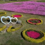 浪漫花海盛開后里環保公園　中市建設局邀請大家賞花迎新年