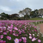 中市后里環保公園大波斯花朵盛開-　建設局：近郊賞花喜迎蛇年好去處！