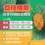 及早防範荔枝椿象！　中市農業局呼籲：2/3起啟動區域整合防治