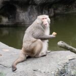 臺北動物園年味濃！　專屬春節菜單讓動物們過好年