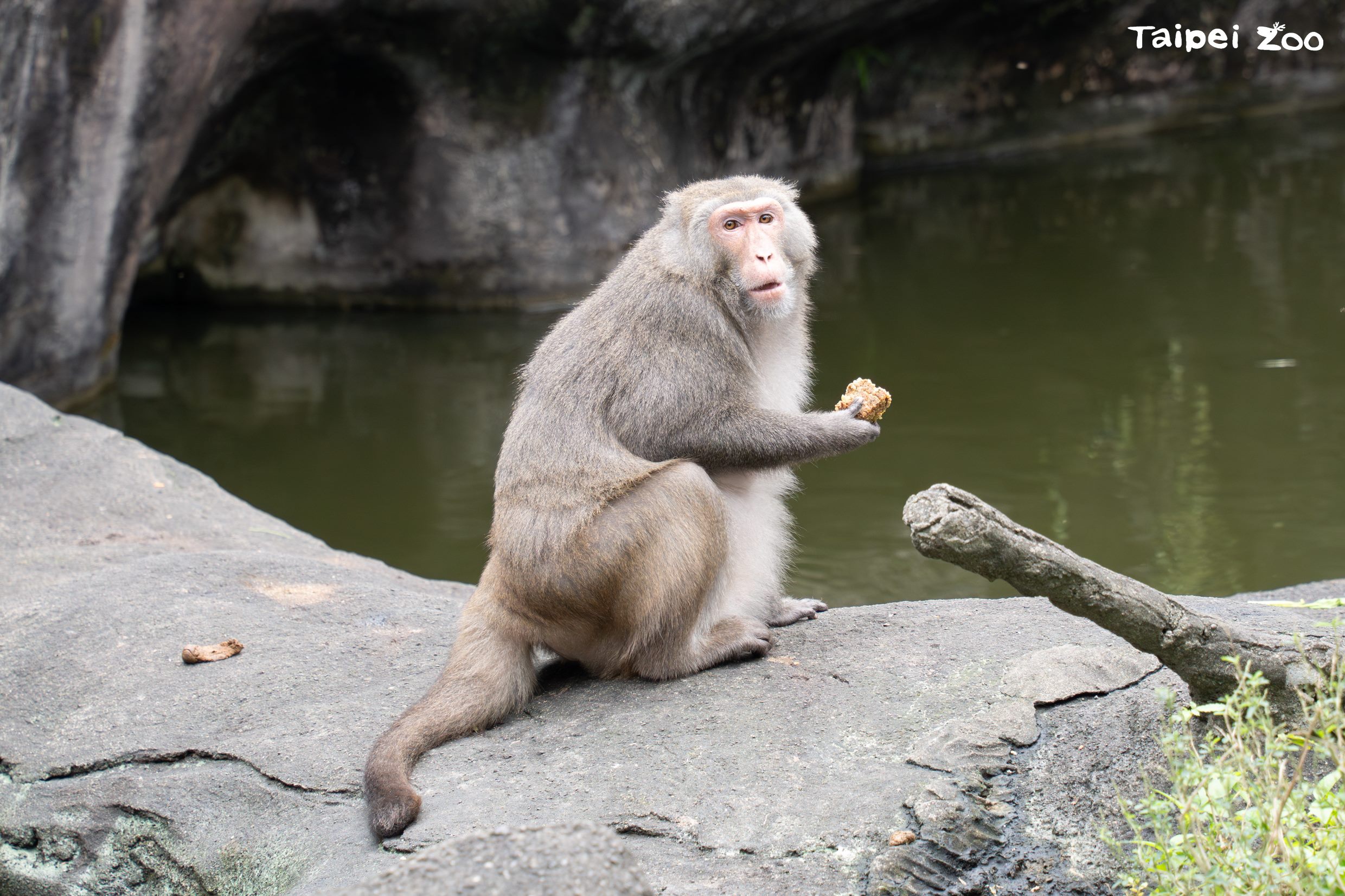 臺北動物園年味濃！　專屬春節菜單讓動物們過好年