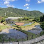 白石湖草莓季開跑　高架栽培雨天也能採果　輕鬆體驗香甜假期