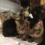 不當飼養大量貓隻　81隻貓擠在一起　-新北動保處罰40萬3000元並協助送養幼貓