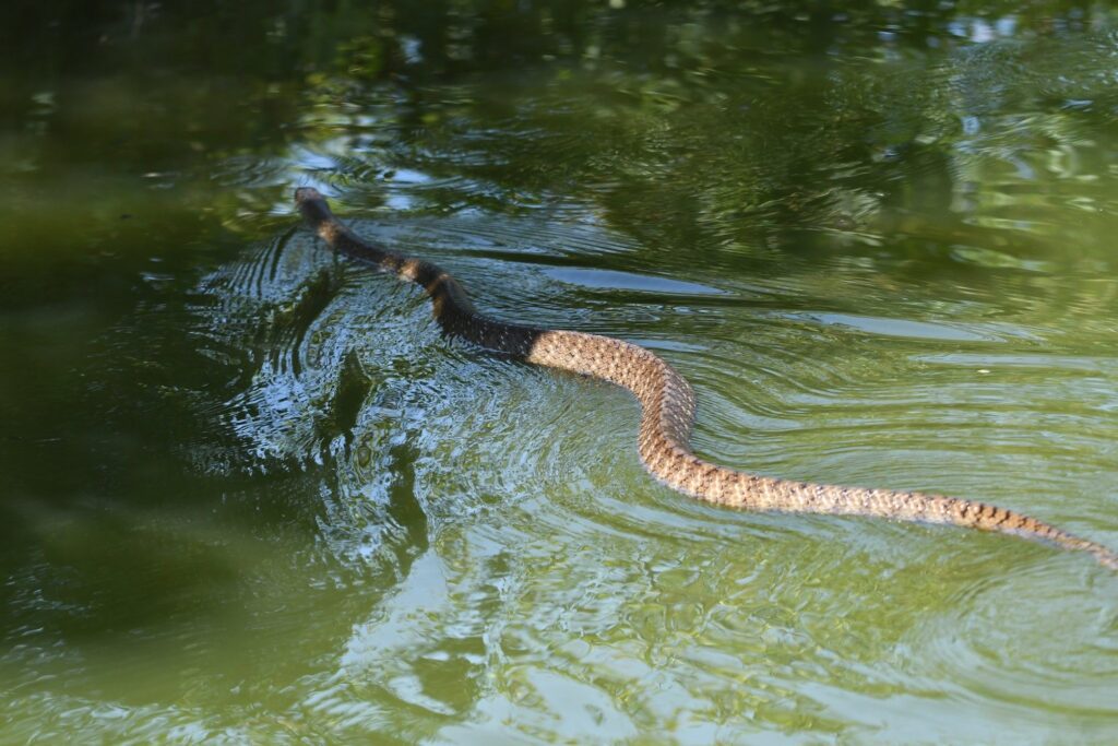 臺東濕地生機盎然 與蛇共舞見證生態多樣性的魅力