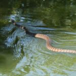 臺東濕地生機盎然 與蛇共舞見證生態多樣性的魅力