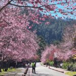 武陵賞櫻搭大眾運輸　勿假借登山名義申請通行證　違者停權3年