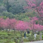 陽明山花季盛大開展　櫻花接力綻放迎春浪漫