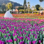 春光乍現，愛的遇藝　士林官邸鬱金香展2/13浪漫登場