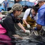 許富凱被9000隻香魚逼瘋-王彩樺慘遭魚襲現場崩潰尖叫