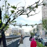 台中市區驚現「梅」景盛開！　梅川人行及景觀優化成功點綴城市風光