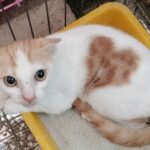 新北動保處最萌大使「愛心印記貓」　情人節前找到新家　寫下浪漫篇章