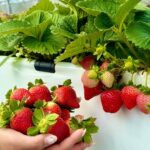 幸福「莓」滿內湖！鮮採體驗×草莓美食等你來嚐鮮