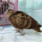 罕見鳥界魔性抖肩舞王「山鷸」　來台渡冬落難　新北動保處火速救援