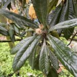 中市枇杷113年康芮颱風遲發性災損　3月6日前受理申請現金救助