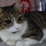 虎斑白貓車禍受傷下巴骨折　新北動保處手術治療　恢復良好要找新家