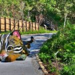 原民文化與自然生態相結合！　雪山坑環線步道工程開工