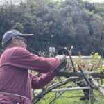 中市高接梨穗災損-　3月17日前可申請現金救助