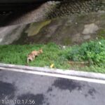 2幼犬被棄養在鶯歌三鶯橋下　新北動保處追查開罰6萬元