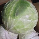 北農外銷再突破！18噸國產高麗菜明天出口到日本