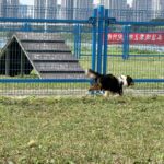 永和綠寶石寵物公園　-更新安全圍籬　讓毛孩盡情奔跑