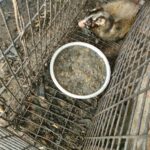 新北動保處巡查三峽山區　意外查到山豬吊、捕獸器械、野生動物骸骨　將依法開罰