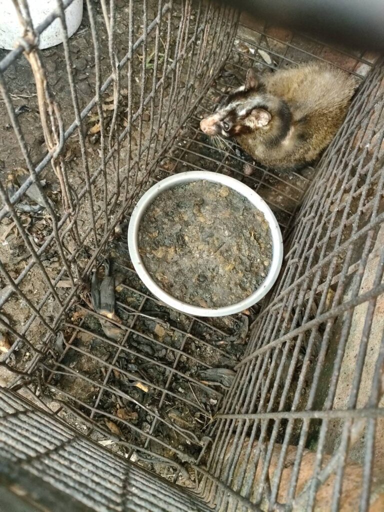 新北動保處巡查三峽山區 意外查到山豬吊、捕獸器械、野生動物骸骨 將依法開罰