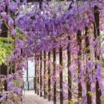 瑞里紫藤花季超療癒！楊淨宇扮花仙子　漫遊花海品高山咖啡