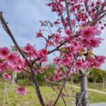 讓樹木有個適合的家！　台中嶺東公園櫻花綻放點綴初春景色