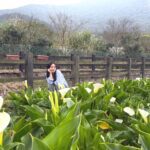 北投湖田春日盛宴　海芋花海浪漫綻放