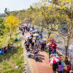 絕美！八掌溪畔賞花遊客爆棚　「潮風鈴」兩天湧入10萬人