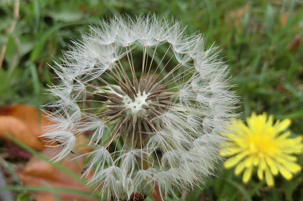 生態保育新進展! 中市觀旅局揭鐵砧山蒲公英棲地維護成果