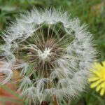 生態保育新進展！　中市觀旅局揭鐵砧山蒲公英棲地維護成果