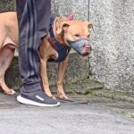 跳窗咬人比特犬被北市動保處沒入　將評估後安置認養