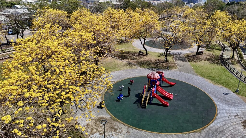 把握最後春日限定美景! 台中廍子公園黃花風鈴木盛開炸滿