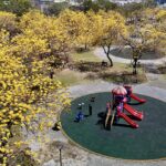 把握最後春日限定美景！　台中廍子公園黃花風鈴木盛開炸滿