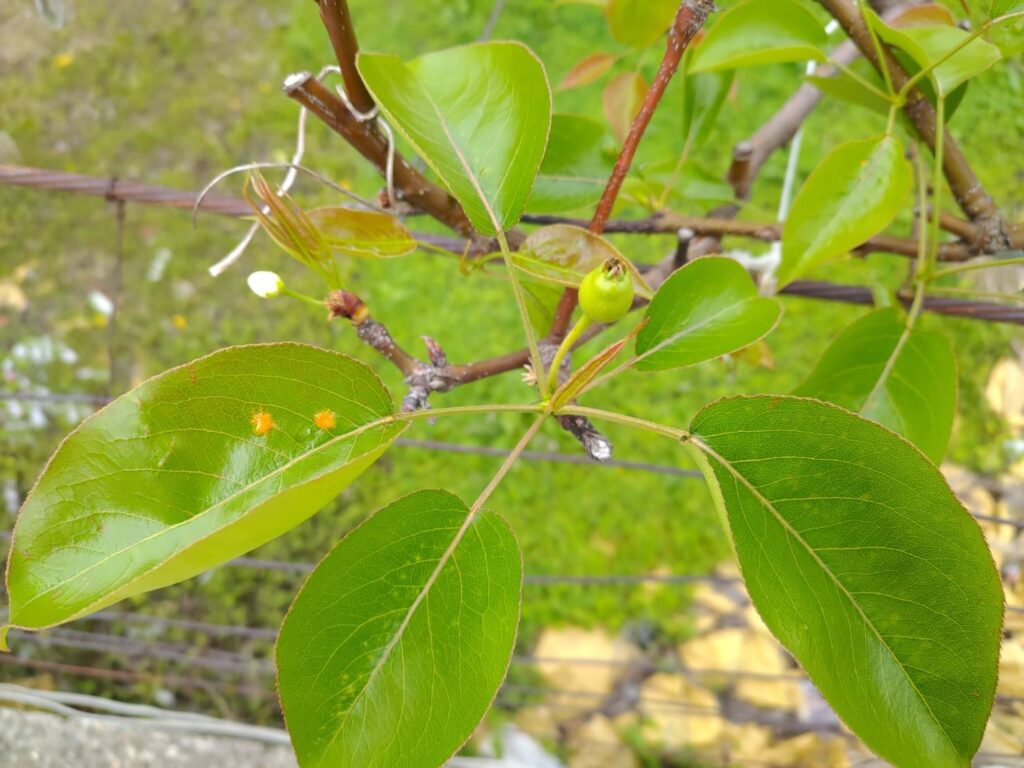 天氣轉趨濕冷- 中市農業局籲請農友加強防治梨赤星病