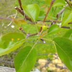 天氣轉趨濕冷-　中市農業局籲請農友加強防治梨赤星病