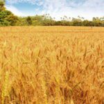 大雅區小麥麵食文化節3/22熱鬧登場！-邀您探索麥田美景與特色農產