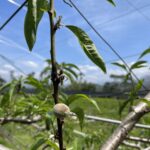 中市桃低溫災損　農業局提醒4/8前可申請現金救助