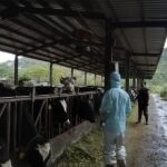 世界結核病日　-新北市動保處為鮮乳食品安全把關　結核病零檢出