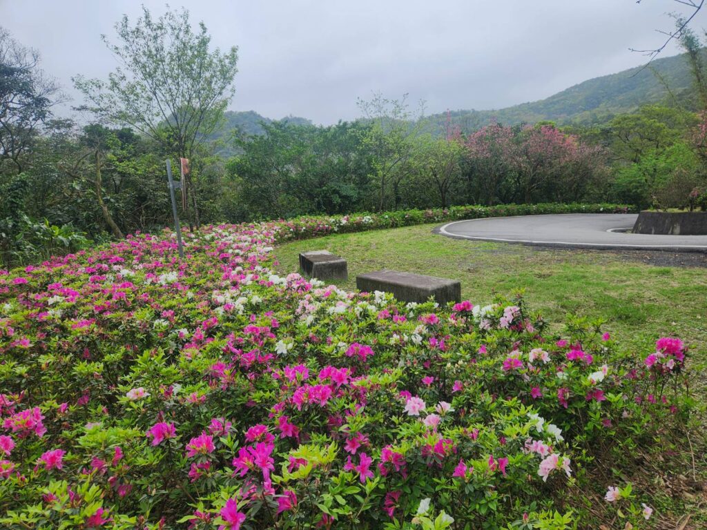 新北雙溪春季百花綻放　車遊賞杜鵑　飽覽景觀廊道美景　