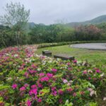 新北雙溪春季百花綻放　車遊賞杜鵑　飽覽景觀廊道美景　