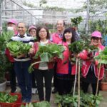 板橋三民社區開心農場　七大植化素30多種蔬果　供長輩歡喜共餐