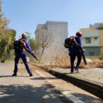 正值桃花心木落葉期　嘉市讓「落葉變黃金」化作堆肥更護花